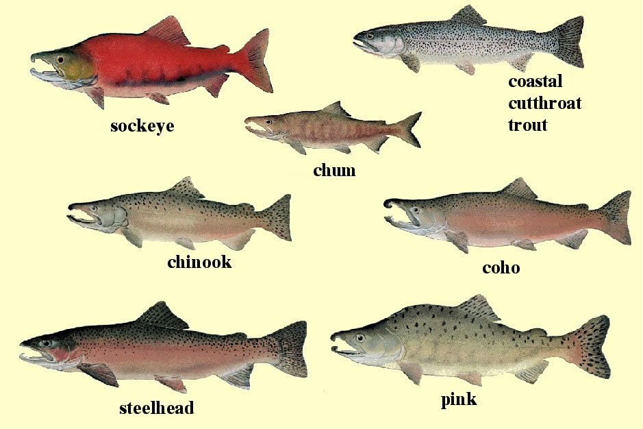 salmon species