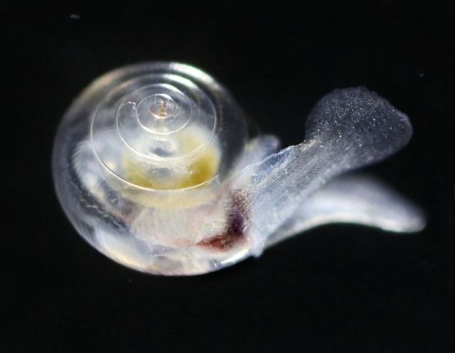 pteropod