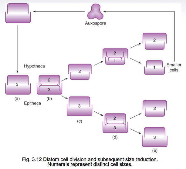 diatoms